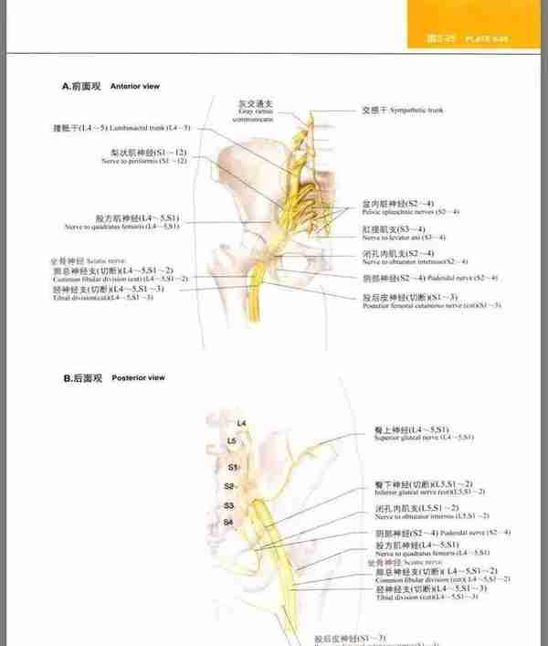 学习骨科，解剖是基础，LWW解剖图谱（中文的来了！）