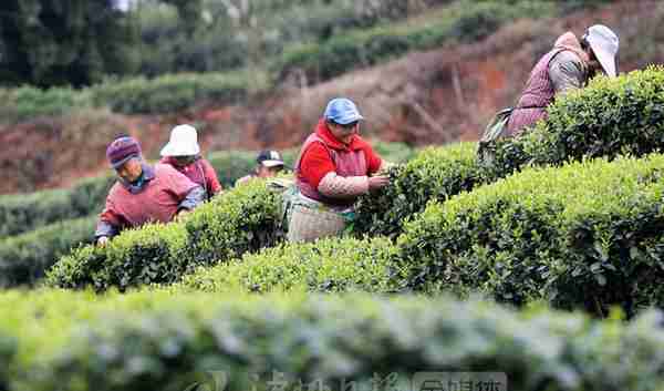 茶叶也有“经纪人”！泸州有个茶市，天黑才开，现金交易