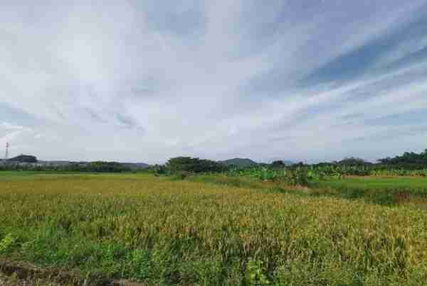 饶平最地气美食和水果之乡——浮山镇旅游攻略