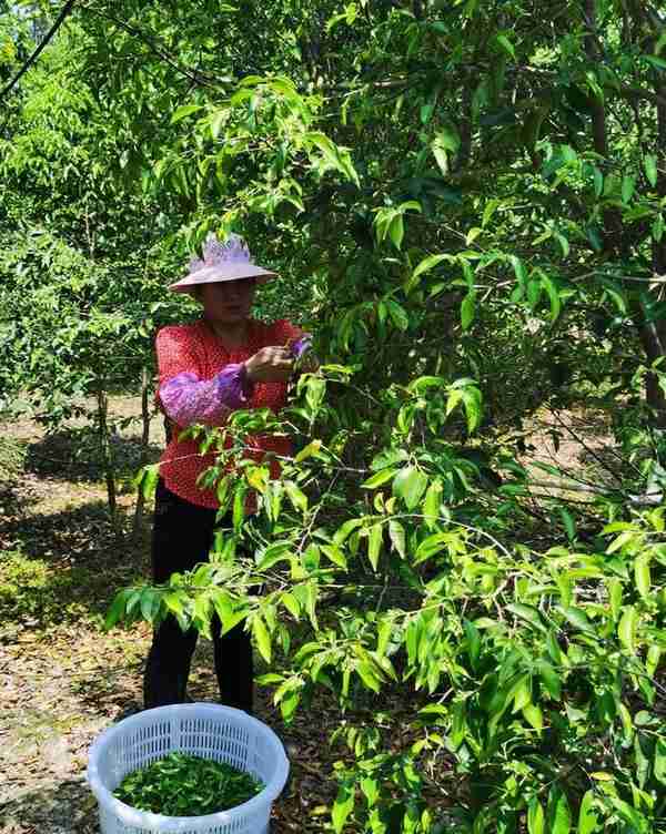 饶平最地气美食和水果之乡——浮山镇旅游攻略