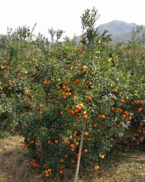 饶平最地气美食和水果之乡——浮山镇旅游攻略