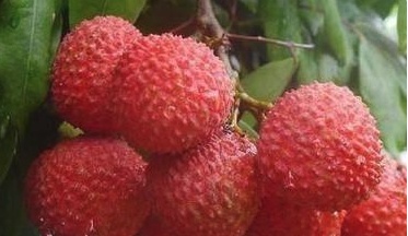 世界上最贵的四种水果，第一种来自中国，一颗售价55.5万元