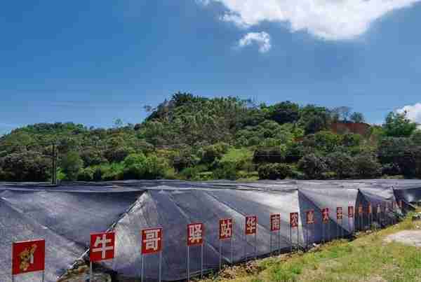 饶平最地气美食和水果之乡——浮山镇旅游攻略