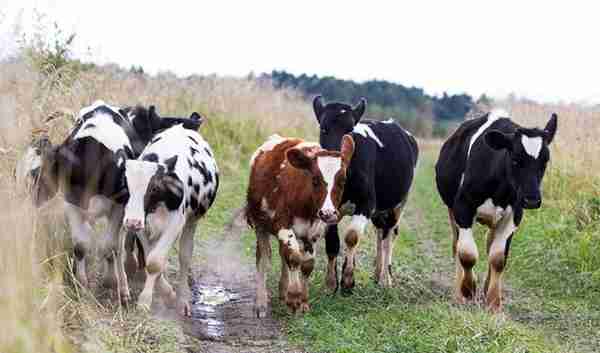 你知道牛的瓣胃阻塞怎么防治吗？