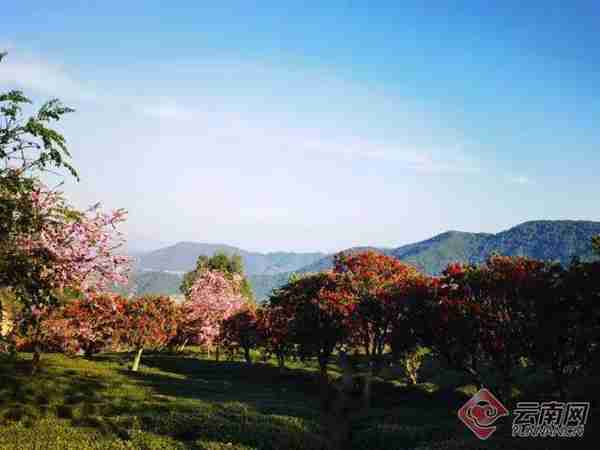 云南南涧无量山樱花谷：最是一年春好处