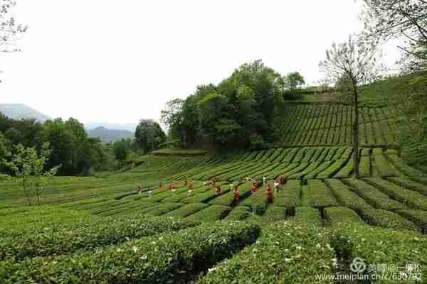 西乡 江塝茗园春色美