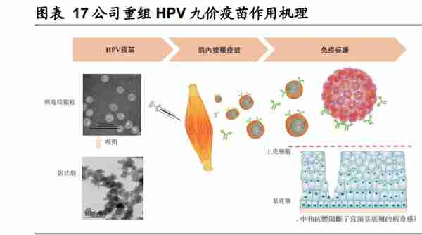 瑞科生物研究报告：领先佐剂平台打造丰富新型疫苗在研管线