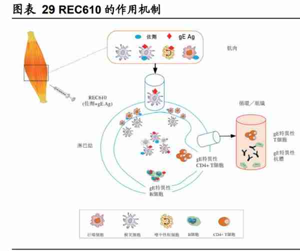 瑞科生物研究报告：领先佐剂平台打造丰富新型疫苗在研管线