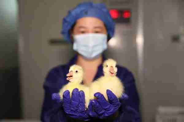 中国农业发展银行助力打造鹅产业链 让一片鹅毛引发产业蝶变