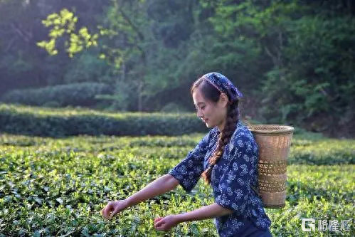 A股难迎茶叶股